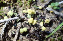 Image of Asterella californica (Hampe ex Austin) Underw.