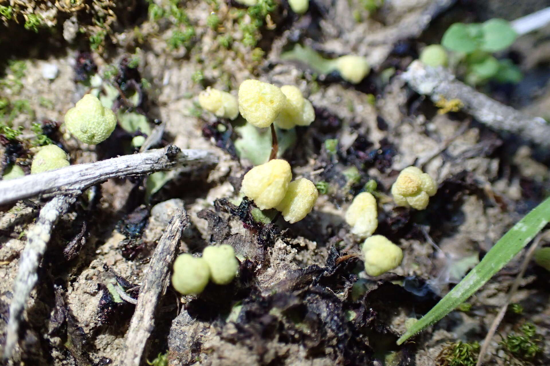 Image of Asterella californica (Hampe ex Austin) Underw.