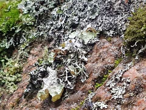 Image of Norwegian ragged lichen