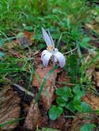 Image de Colchicum neapolitanum (Ten.) Ten.