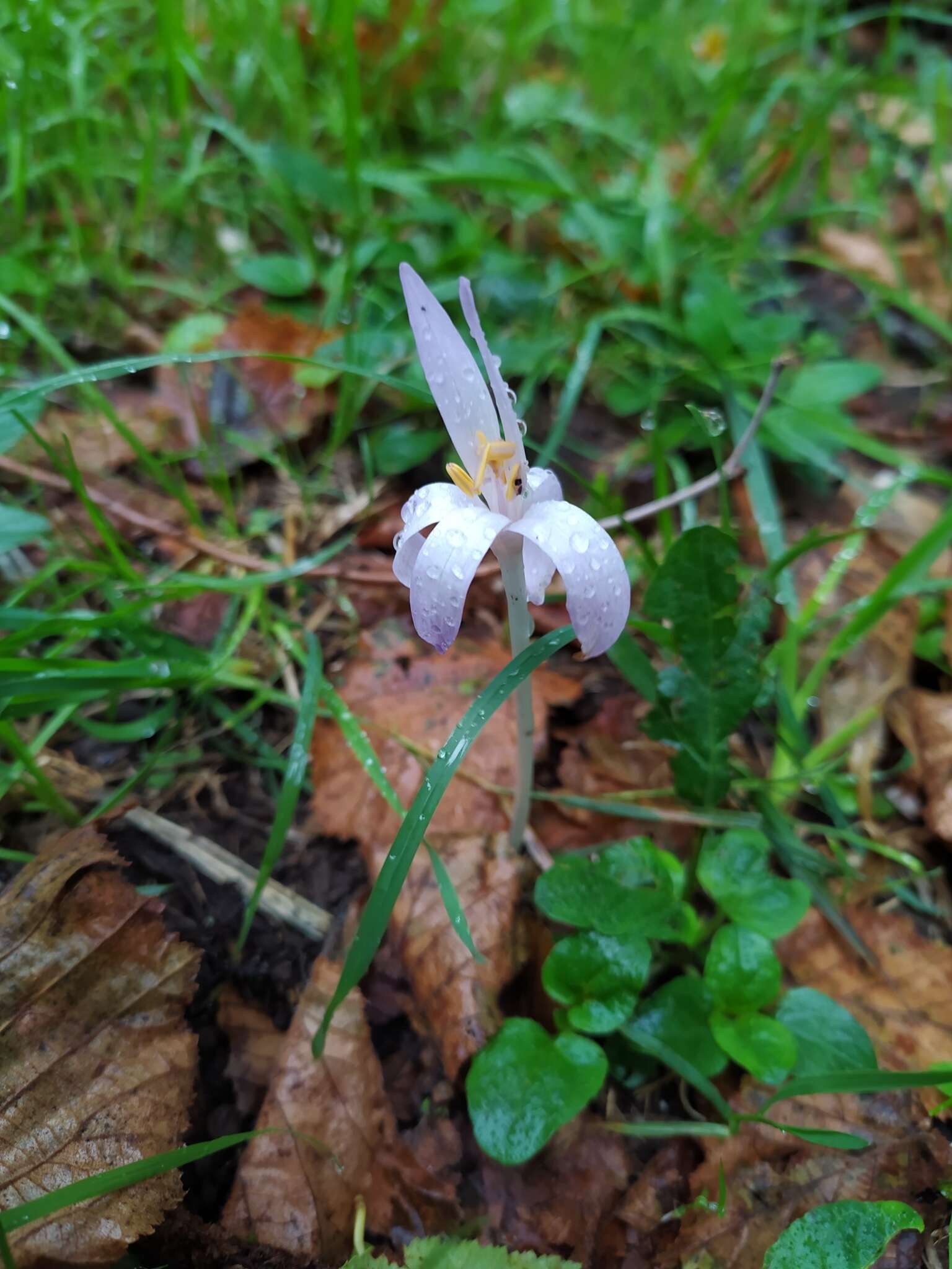 Image de Colchicum neapolitanum (Ten.) Ten.