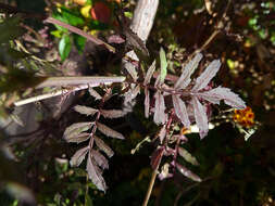 Image of Tagetes erecta