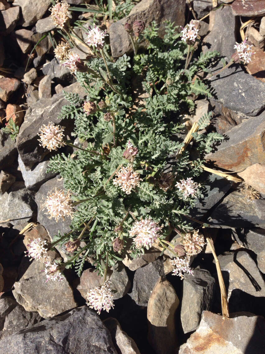 Imagem de Chaenactis douglasii var. alpina A. Gray