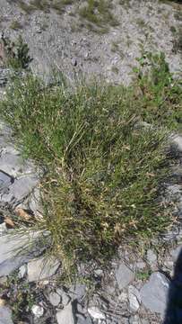 صورة Genista radiata (L.) Scop.