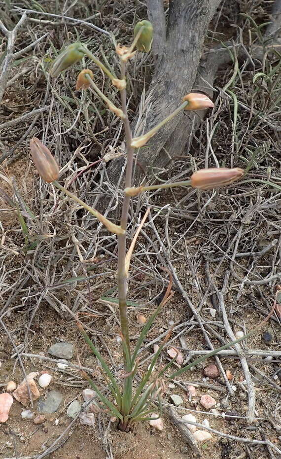 Imagem de Albuca viscosa L. fil.