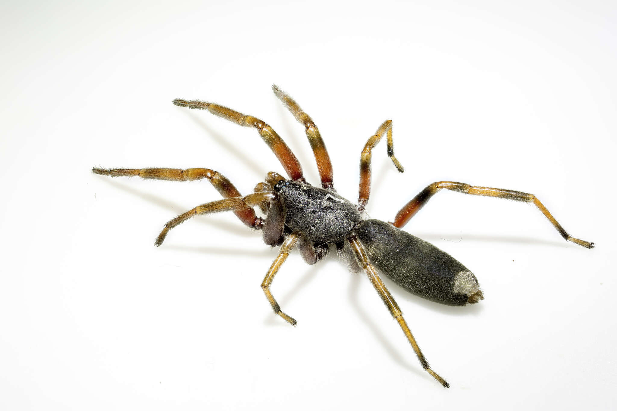 Image of White-tailed spider