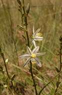 Слика од Chlorophytum recurvifolium (Baker) C. Archer & Kativu