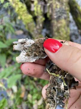 Image of Bluish dog-lichen;   Degen's felt lichen