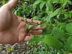 Image of golden mock orange