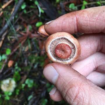 Image of Lactarius rubrilacteus Hesler & A. H. Sm. 1979