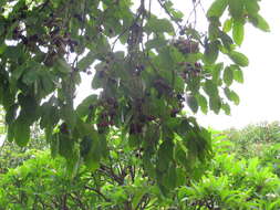 Image of Java plum