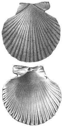 Image of queen scallop