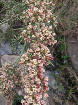 Imagem de Colletia spinosissima J. F. Gmel.