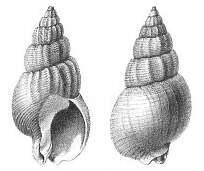 Image of netted dog whelk