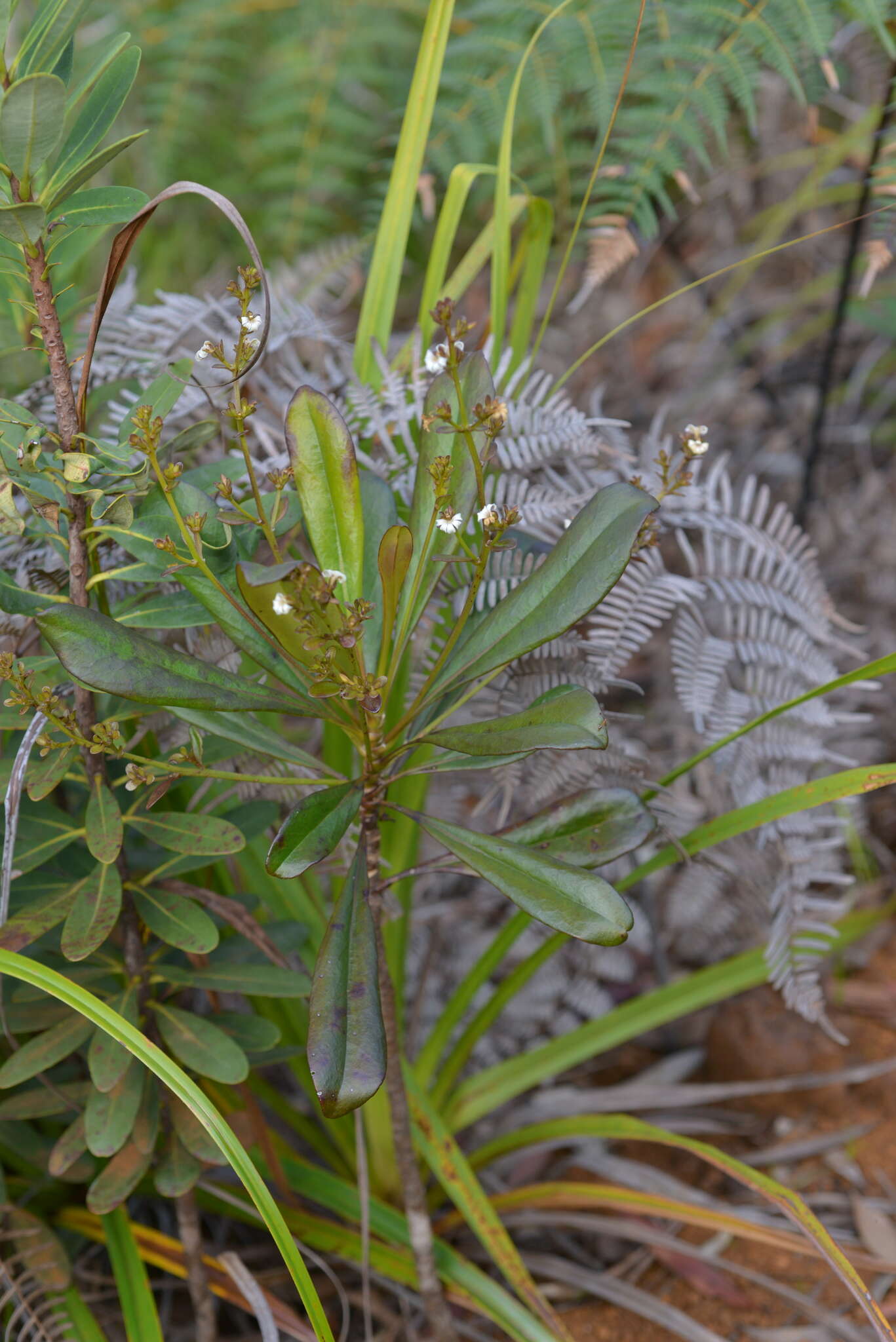 Imagem de Scaevola beckii Zahlbr.