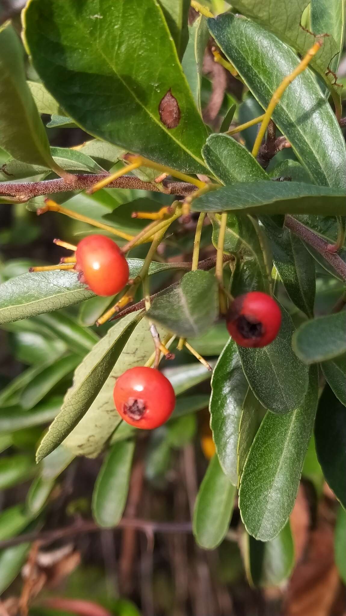 Image de Pyracantha fortuneana (Maxim.) H. L. Li