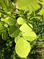 Image of Oregon Ash