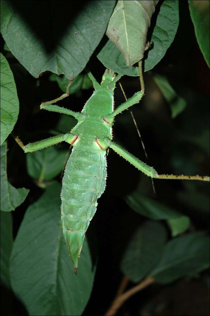 Image of Heteropteryx