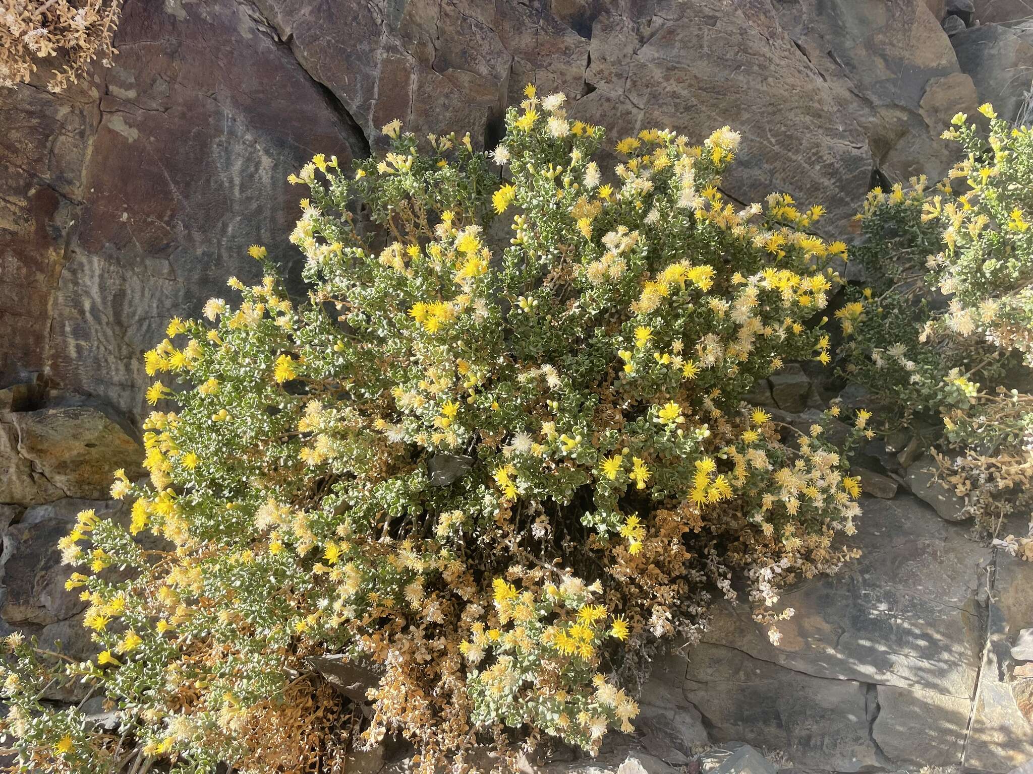 Image of Rock Goldenbush