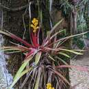 Image of Guzmania zahnii (Hook. fil.) Mez