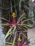 Image of Guzmania zahnii (Hook. fil.) Mez