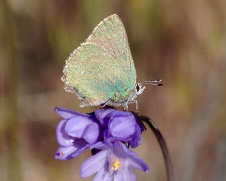 Image of Lotus Hairstreak