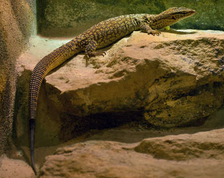 Imagem de Varanus acanthurus Boulenger 1885