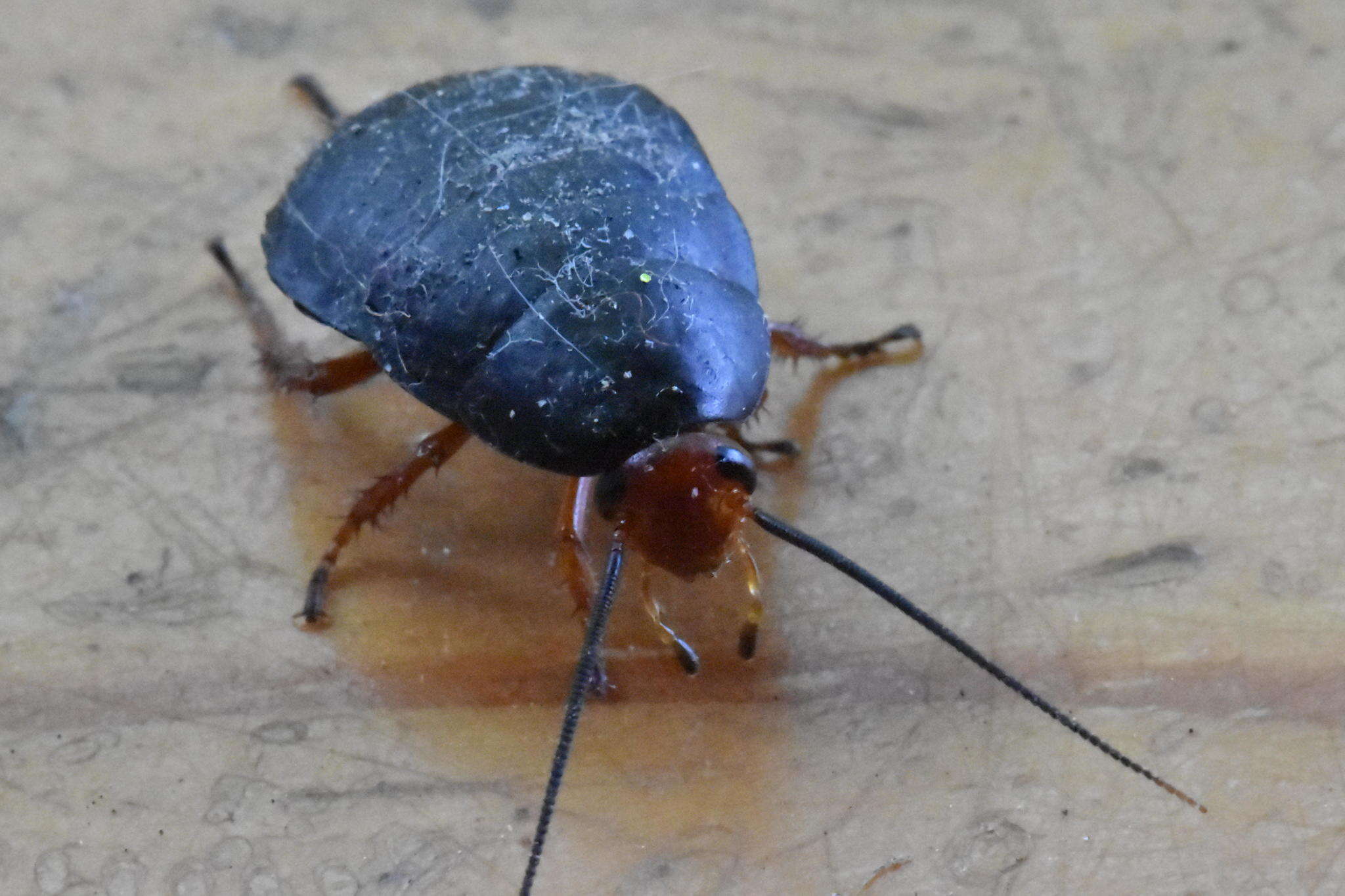 Image of Deropeltis erythrocephala (Fabricius 1781)