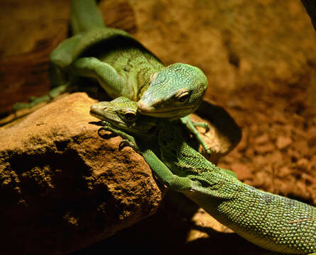 Image of Emerald Monitor