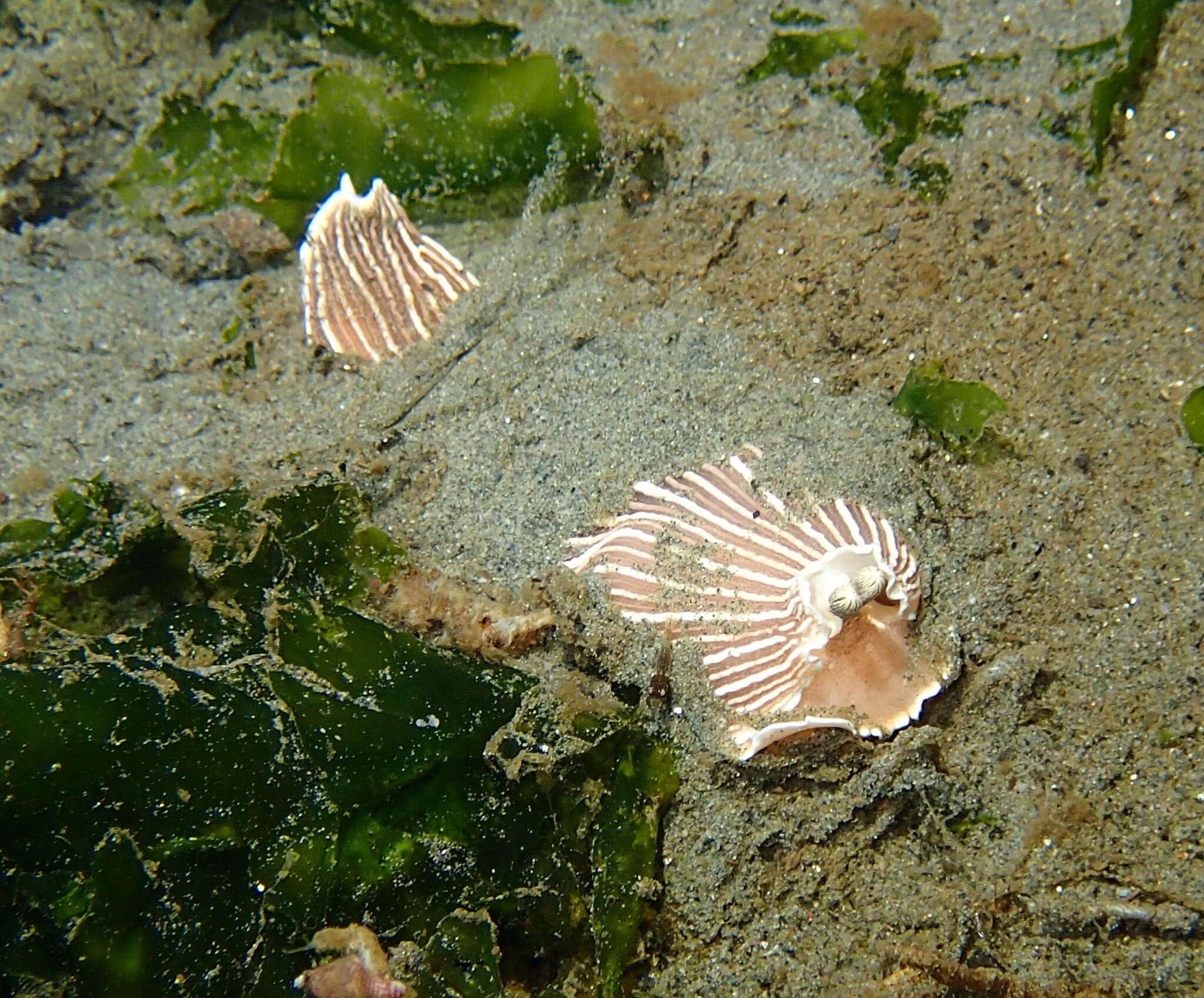 Image of Armina californica (J. G. Cooper 1863)