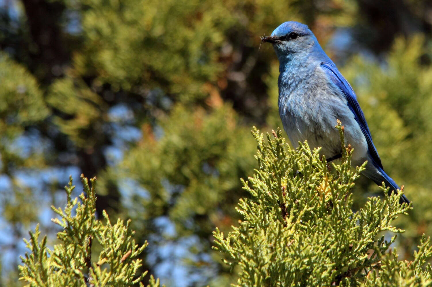 Image of Mountain Bluebird