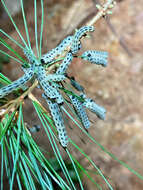 Image of White Pine Sawfly