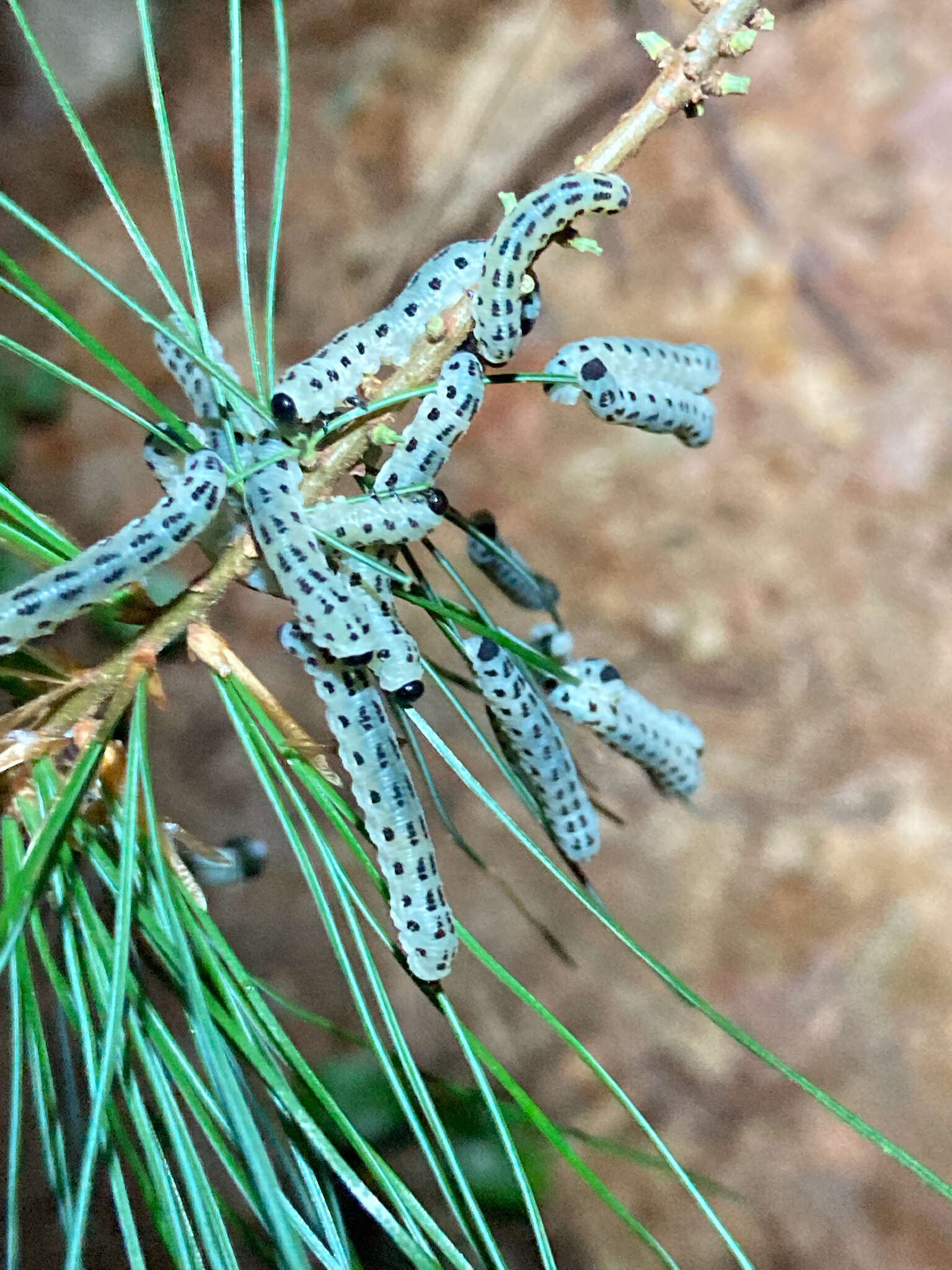 Image of White Pine Sawfly