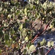 Image of pointleaf manzanita