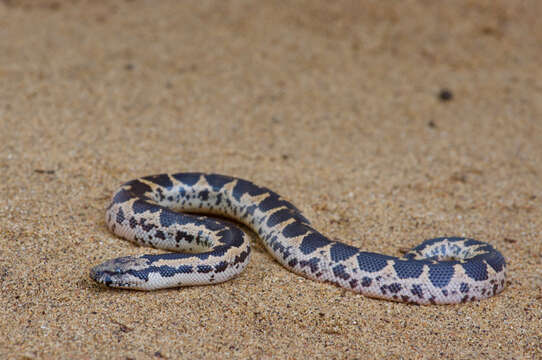 Image of Common Sand Boa