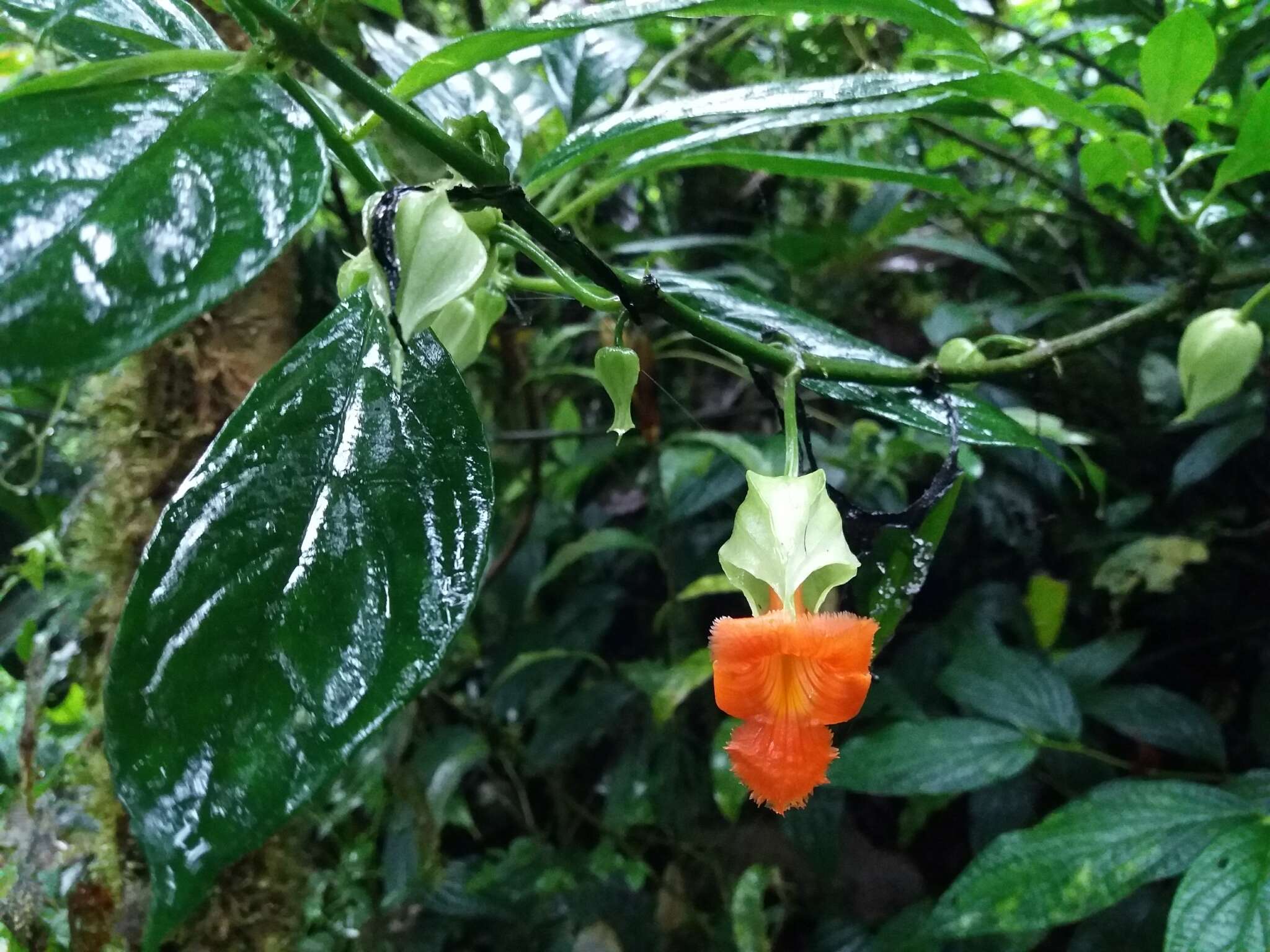 Image de Drymonia rubra C. V. Morton