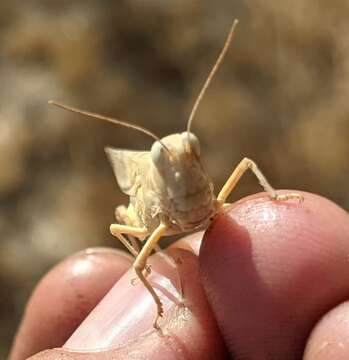 Trimerotropis titusi Caudell 1905 resmi