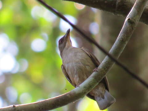 Image of Malay Honeyguide