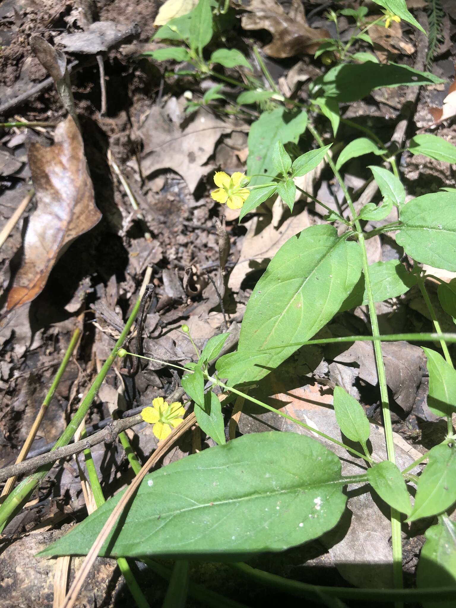 Image of Trailing Yellow-Loosestrife