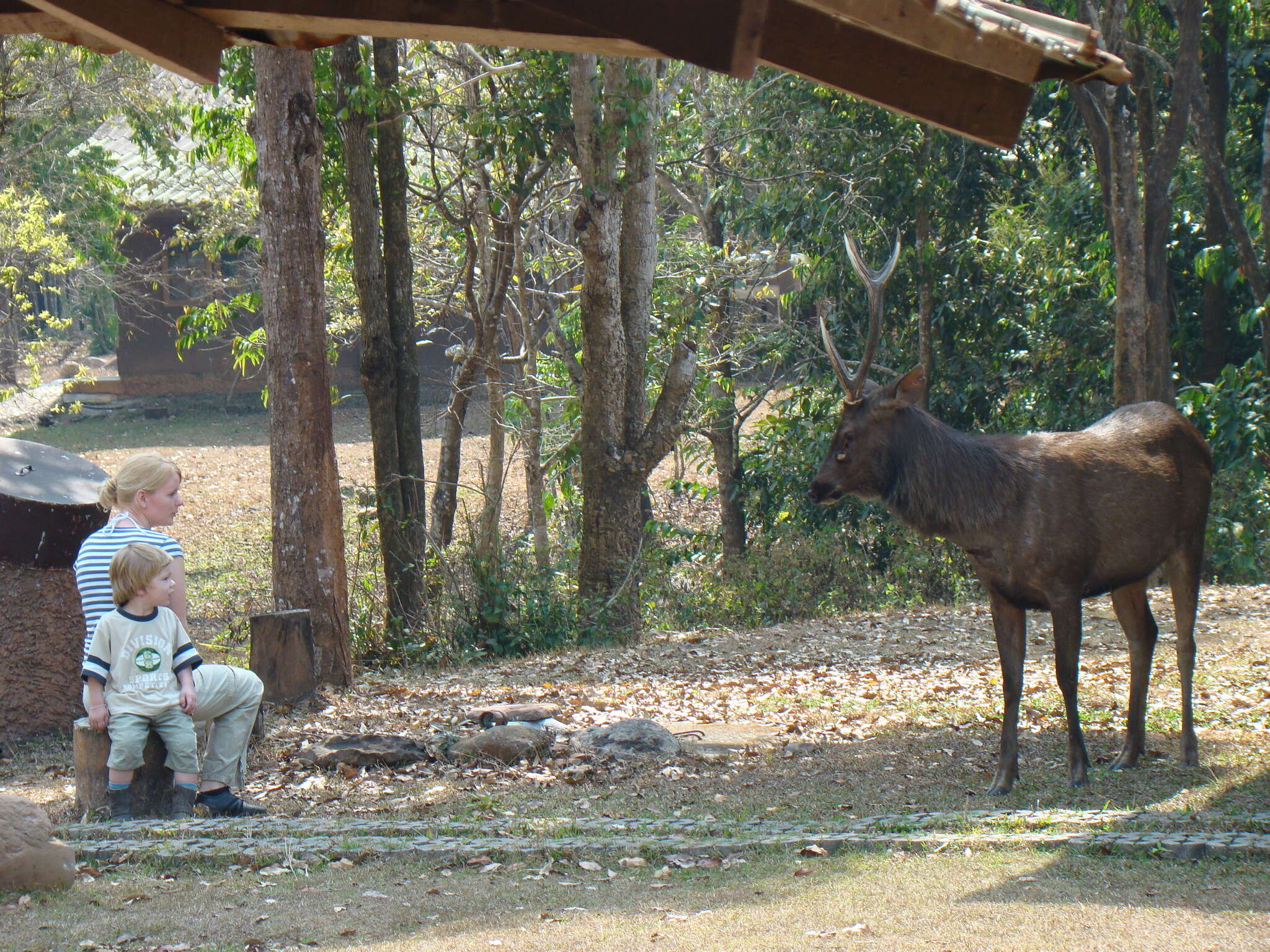 Image of Rusa unicolor cambojensis (Gray 1861)