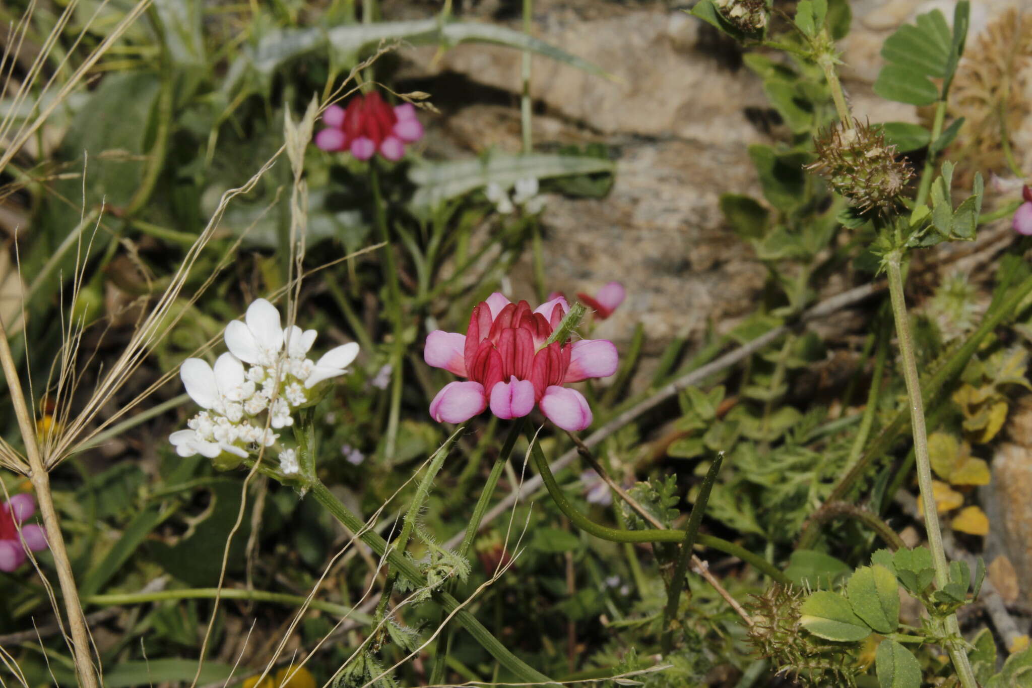 Securigera parviflora (Desv.) Lassen resmi