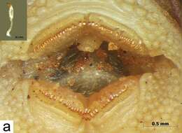 Hisonotus acuen Silva, Roxo & Oliveira 2014的圖片