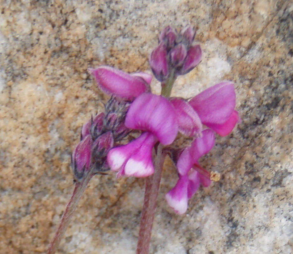 Слика од Indigofera declinata E. Mey.