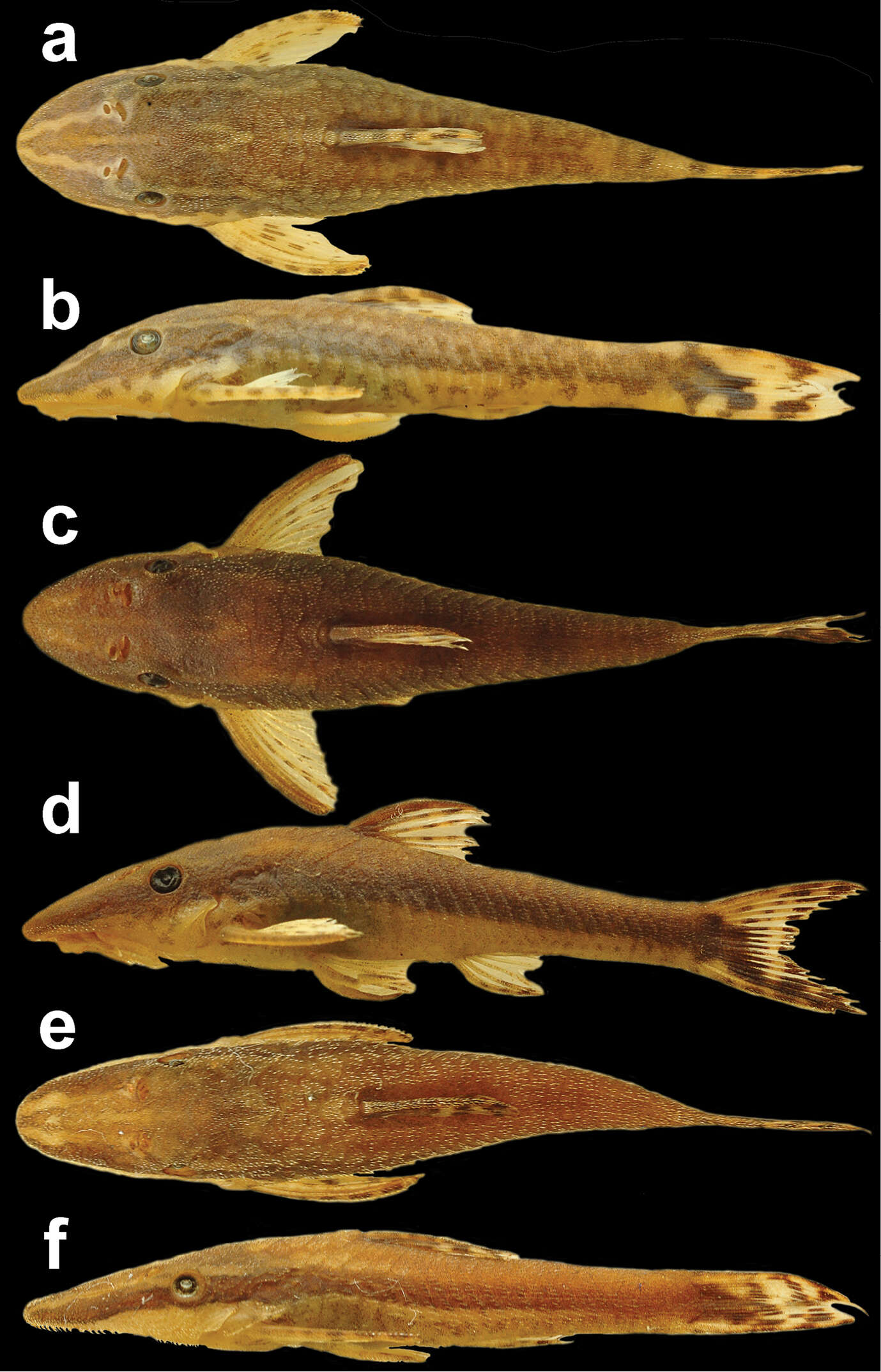 Hisonotus acuen Silva, Roxo & Oliveira 2014的圖片