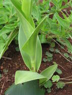 Image of Habenaria clavata (Lindl.) Rchb. fil.