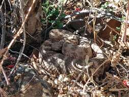 Image of Tiger Rattlesnake