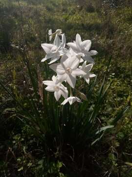 Image of paperwhite narcissus