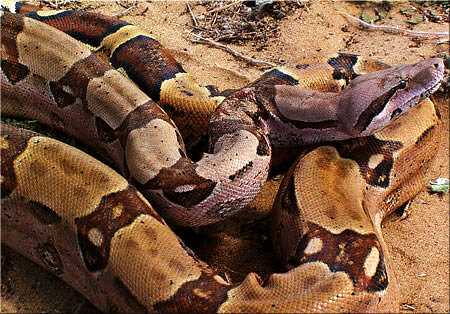 Image of true boas