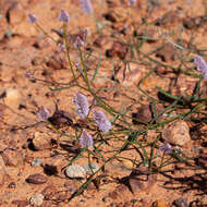 Image de Ptilotus leucocoma (Moq.) F. Muell.