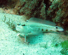 Image of Ramsay&#39;s grubfish